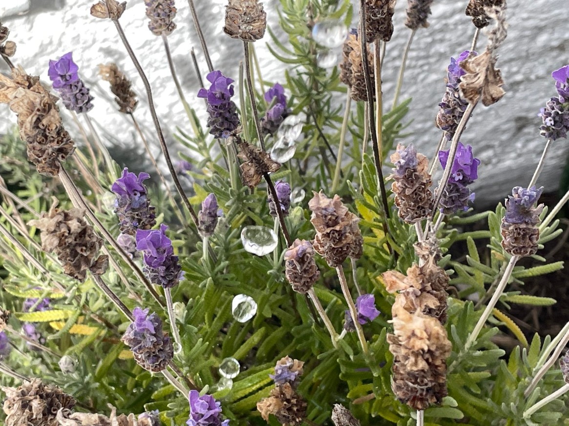 gotas de agua en una planta de lavanda